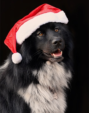 Unser Head of Happiness wünscht frohe Weihnachten!